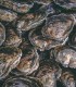 Ostrica piatta