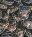 Ostra Plana