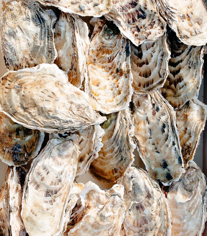 Ostra Crespa