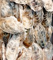 Ostrica riccia