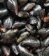 Cozze