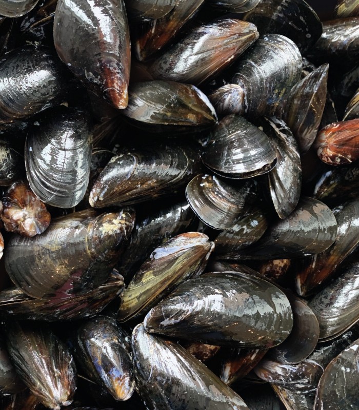 Mejillones