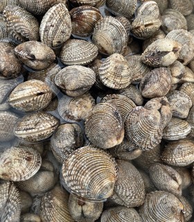Tartufo di mare