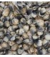 Vongole viscida