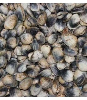 Almeja Babosa Gallega