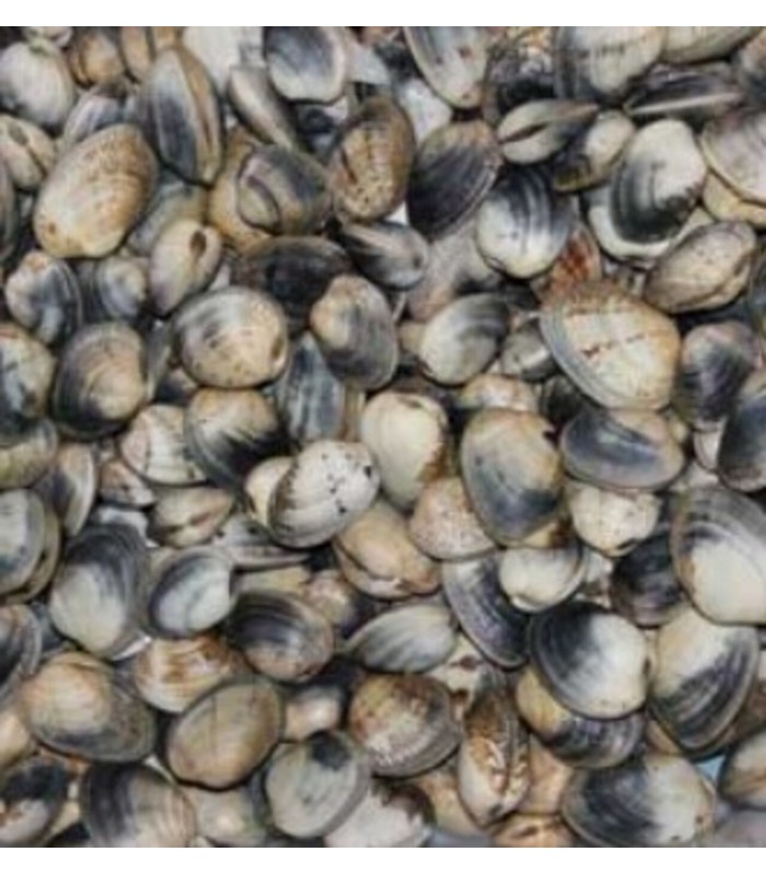 Vongole viscida
