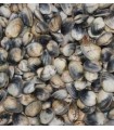 Amêijoa Viscosa Galega